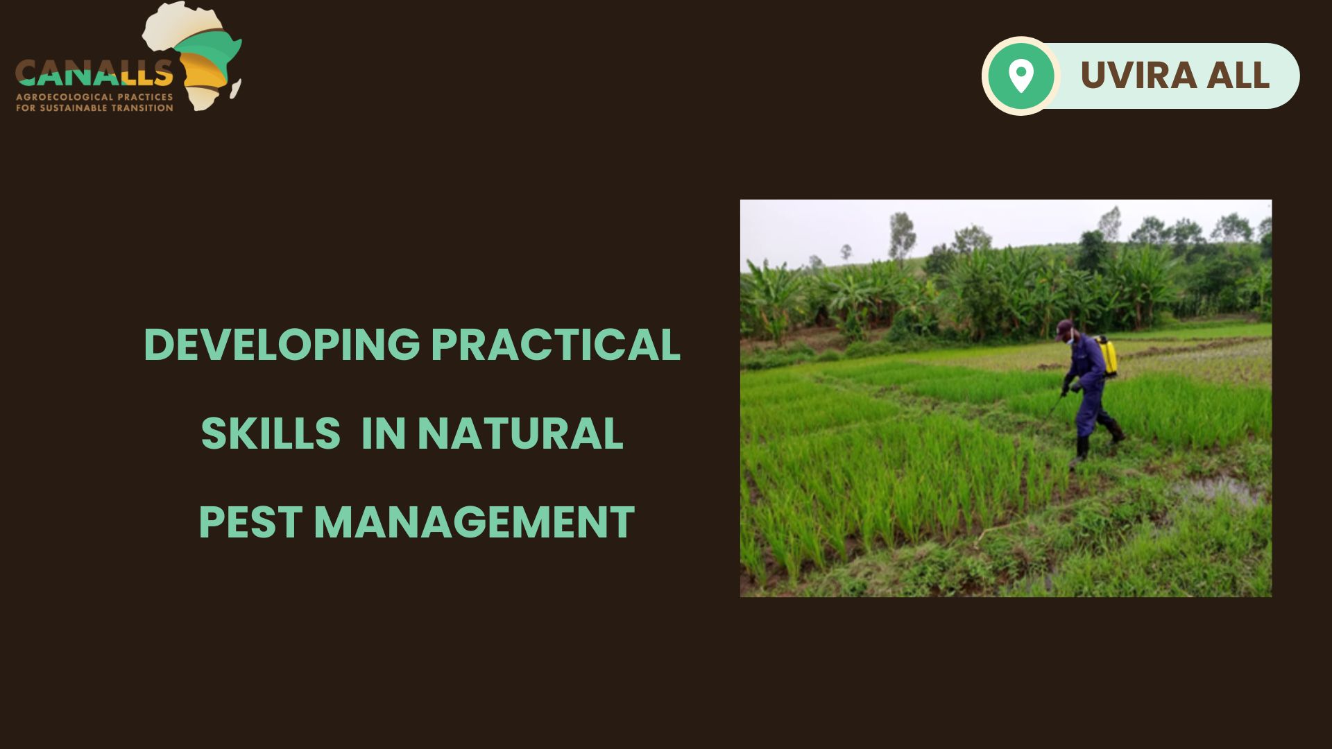 Uvira Living Lab strengthens local capacity for sustainable rice production