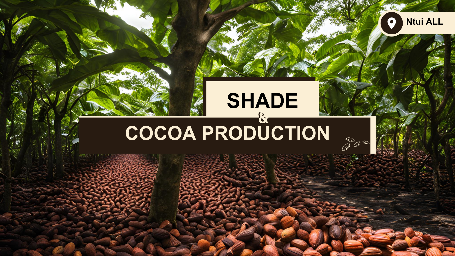 The Importance of Shade for Cocoa Trees in Ntui’s Agroecological Living Lab